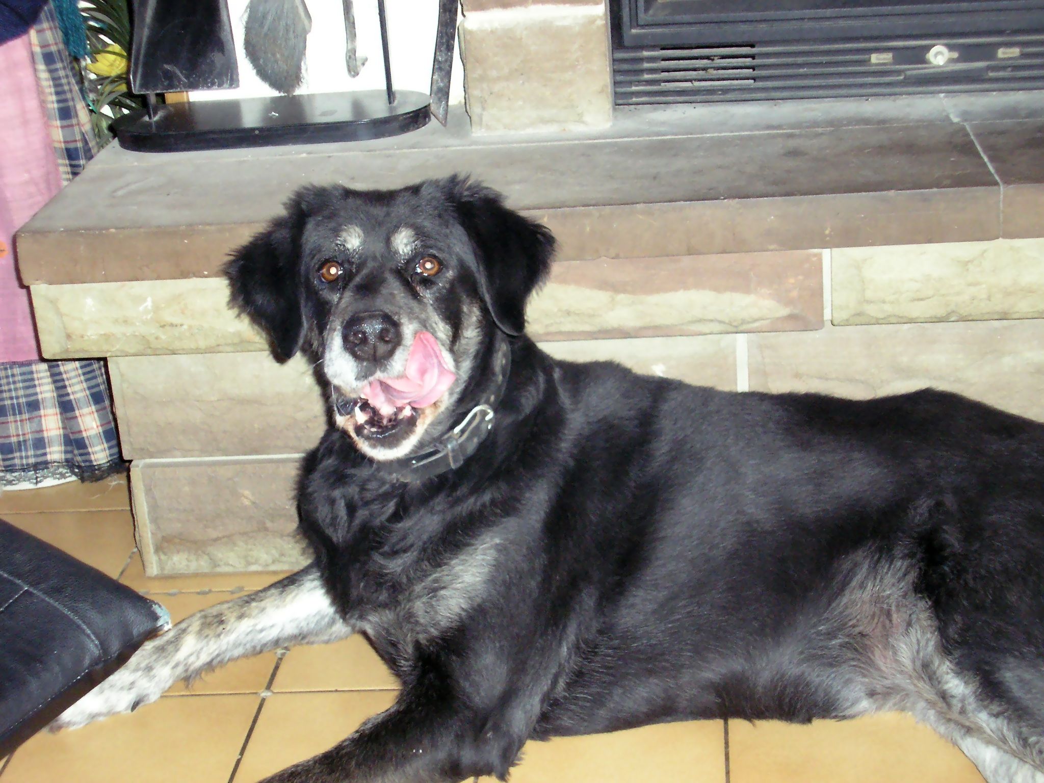 Bonny (Labrador, Riesenschnauzer) Labrador Riesenschnauzer 